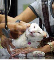 20080420031104-gato.jpg